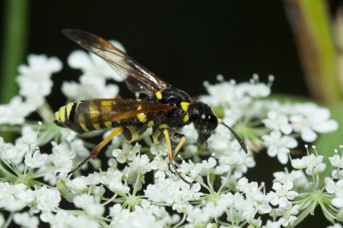 Réf. 217 037 : Tenthredo (marginella-thompsoni)